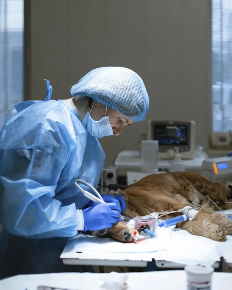 Veterinária em uma cirurgia