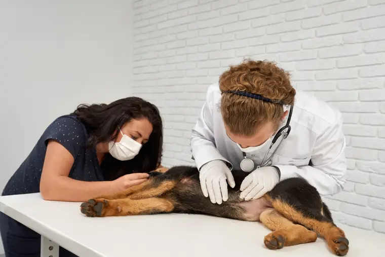 Veterinário e enfermeira cuidando de um pastor-alemão
